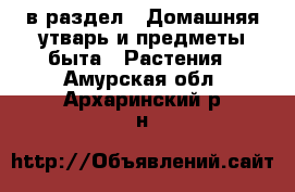  в раздел : Домашняя утварь и предметы быта » Растения . Амурская обл.,Архаринский р-н